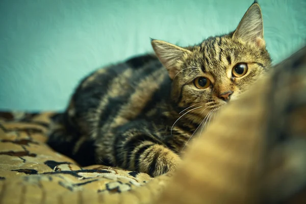 Meraklı kedi doğrudan kameraya seyir — Stok fotoğraf