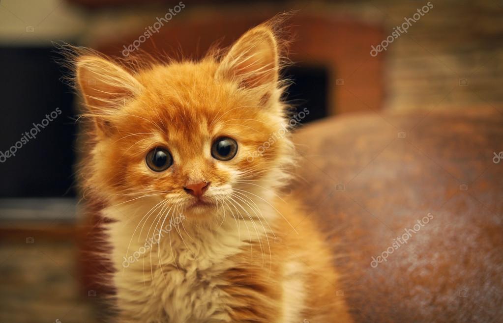 Animals home . Cute cute little baby cat pet . kitten pla Stock Photo by ©snb2087 66847215