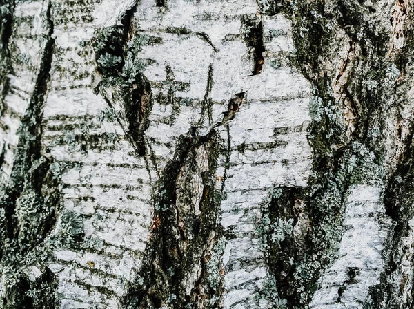 Casca Bétula Árvore Textura Fundo — Fotografia de Stock