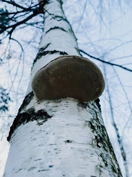 Fungo Chaga Sul Tronco Betulla Primo Piano — Foto Stock