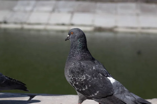 The pigeons are near the reservoir. They are calm, not afraid of people.