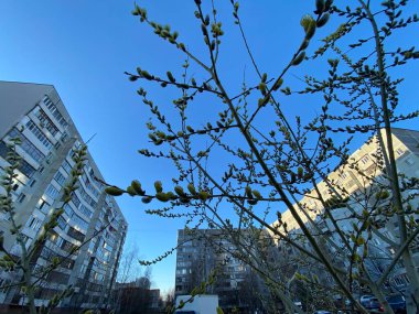 Şehrin çok katlı binaları ağaç dallarının arka planına karşıdır..