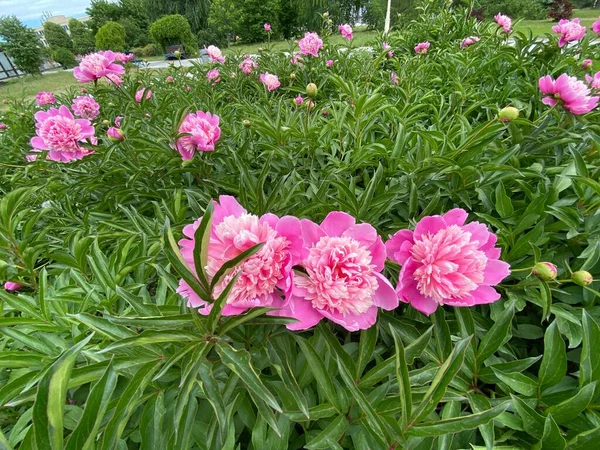 Летний Цветок Розовые Человечки Крупным Планом Солнечное Лето — стоковое фото