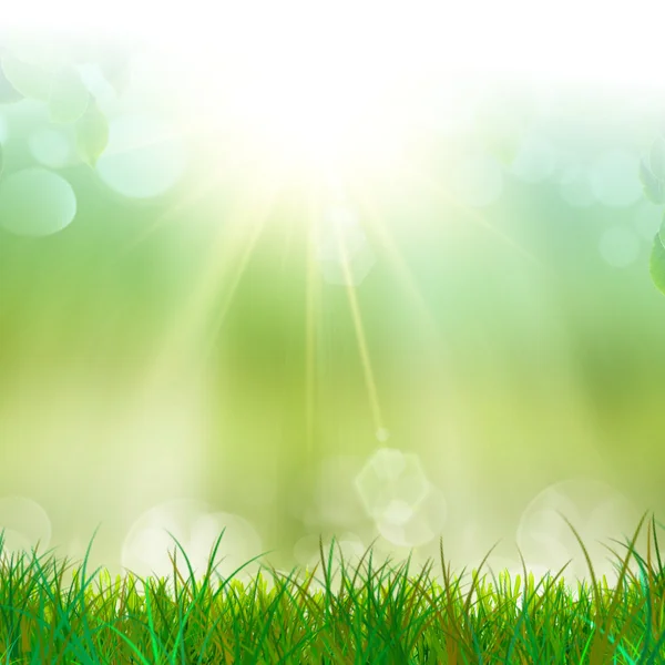 Green and fresh grass in the sun light — Stock Photo, Image