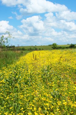 Alan yeşil çim ve mavi gökyüzü karşı sarı çiçek