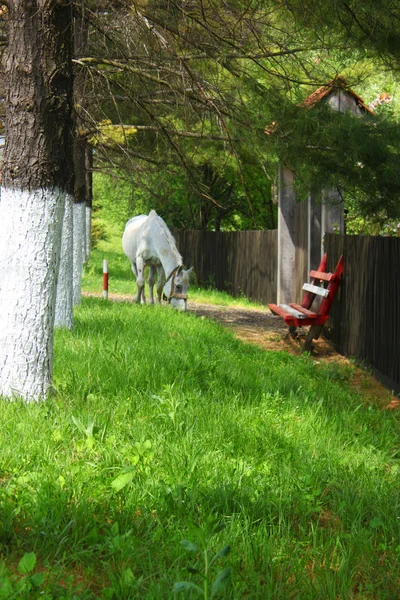 Scena idilliaca con un cavallo bianco al pascolo su un prato verde — Foto Stock