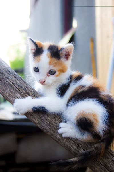 Pequeno gato subindo em uma árvore — Fotografia de Stock