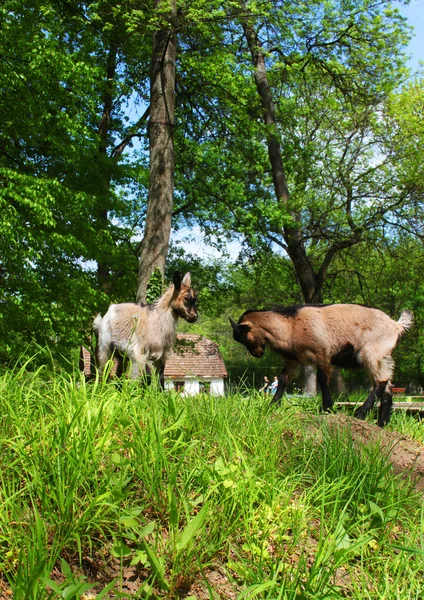 Zwei junge Hausziegen im Kampf auf einem Bauernhof und einem Haus im Hintergrund — Stockfoto