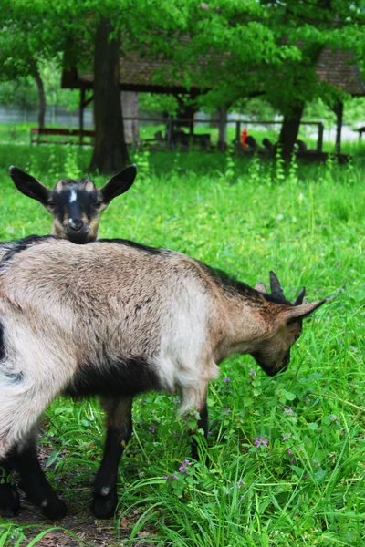 Két fiatal hazai barna kecske egy farm és egy ház háttér — Stock Fotó