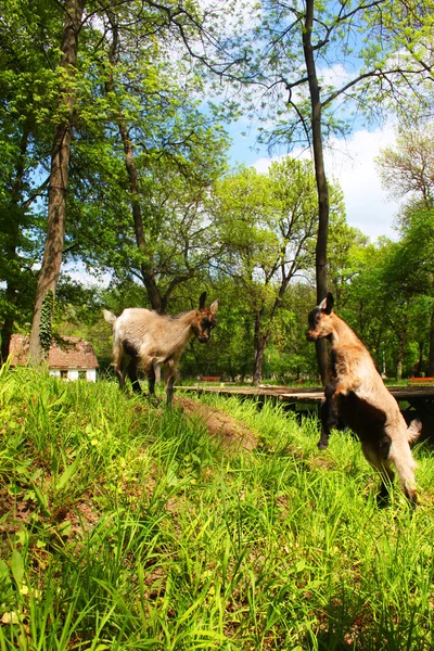 Deux jeunes chèvres brunes domestiques se battant dans une ferme et une maison en arrière-plan — Photo