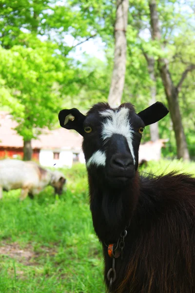 Capra bianca e nera sul prato e capra sullo sfondo — Foto Stock