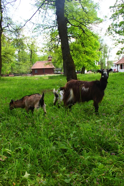 Мать коза и ее маленькие козы на лугу и дом на заднем плане — стоковое фото