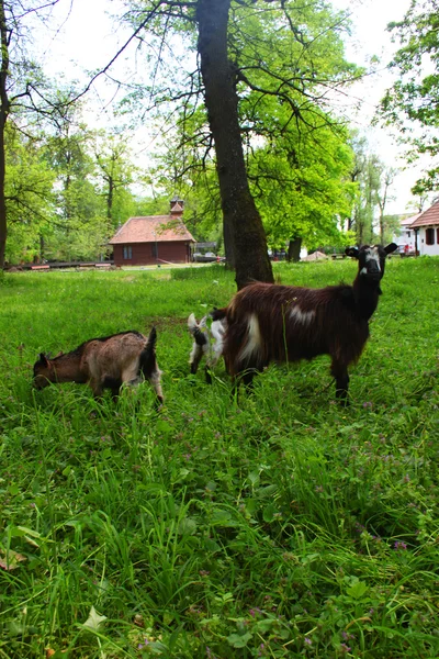 Mamma get och hennes lilla getter på ängen och ett hus i bakgrunden — Stockfoto