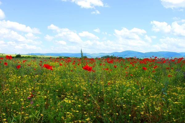 Feld mit grünem Gras, gelben Blumen und roten Mohnblumen gegen den blauen Himmel — Stockfoto