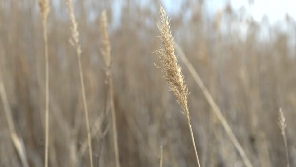 Reed seco acenando e soprando no vento — Vídeo de Stock