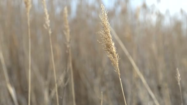 Caña seca ondeando y soplando en el viento — Vídeos de Stock