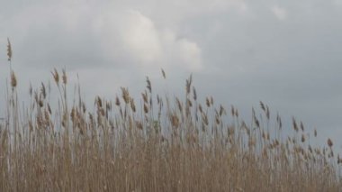 Kuru reed yağmurlu bahar gökyüzü karşı rüzgarda sallayarak