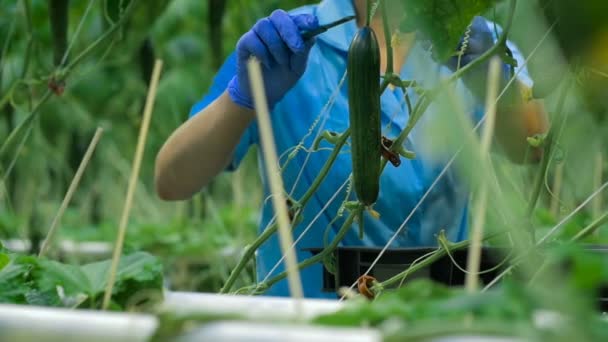 Arbetaren händer plocka upp en gurka i växthus — Stockvideo