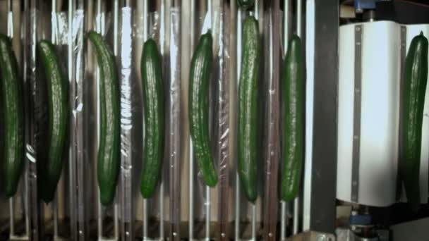 Komkommers zijn verhuizen naar verpakking op transportband — Stockvideo