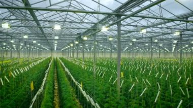 Modern sera büyüyen salatalık