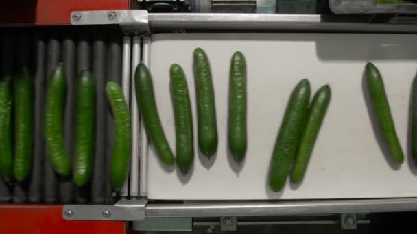 成熟的黄瓜正在生产磁带上 — 图库视频影像