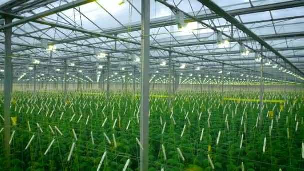 Cultivo verde creciendo en invernadero moderno — Vídeos de Stock