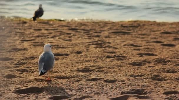 Gaivota caminhando na praia — Vídeo de Stock