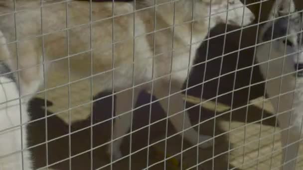Husky Dogs Stand In Aviary — Stock Video