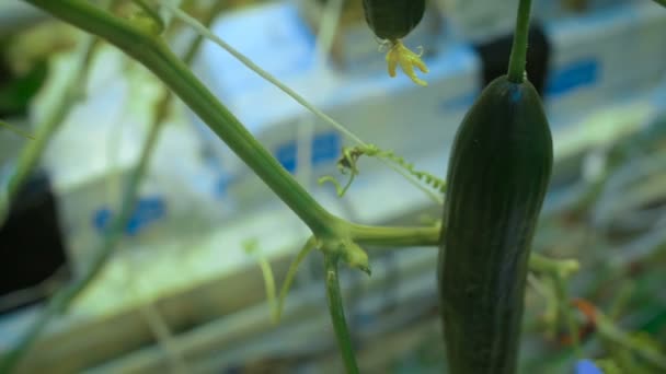 Las manos cortan pepino del tallo en el invernadero — Vídeo de stock