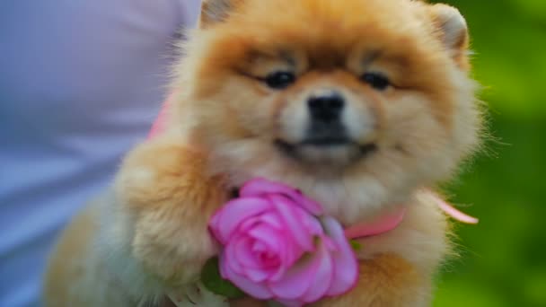 Spitz Pomeranian dengan Bunga — Stok Video