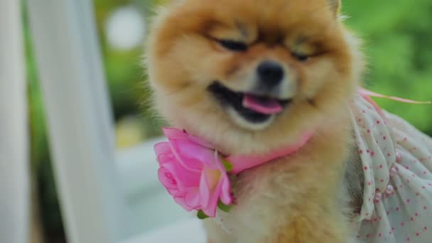 博美犬 · 施皮茨以花和衣服 — 图库视频影像