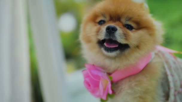 Pomeranian Spitz con flor y vestido bostezo en la cámara — Vídeo de stock