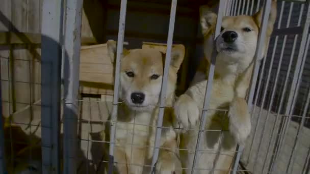 Jonge Akita honden staan In volière — Stockvideo