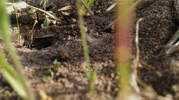 Colonia de hormigas trabajadoras negras salvajes — Vídeo de stock