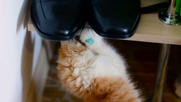 Piccolo gatto gioca con scarpe da uomo — Video Stock