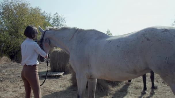 Женщина-всадница в одежде для верховой езды чистит специальной щеткой, расчесывает свою белую молодую красивую лошадь — стоковое видео