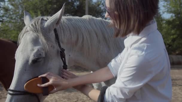 Gros plan de la femme en vêtements d'équitation et lunettes de soleil nettoie avec une brosse spéciale, un peigne son blanc jeune beau cheval — Video