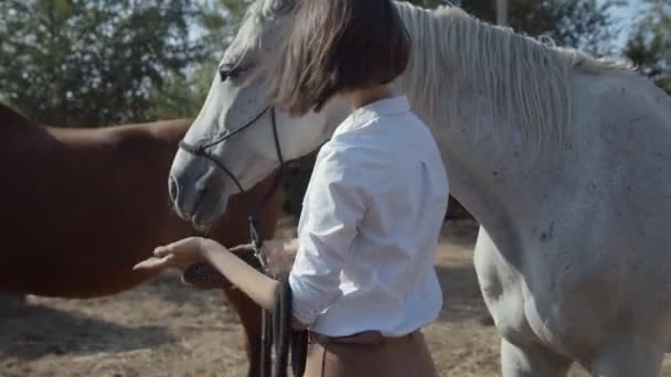 Mujer tocando suavemente un caballo al aire libre. Amabilidad humana con los animales. Animales domésticos al aire libre. — Vídeo de stock