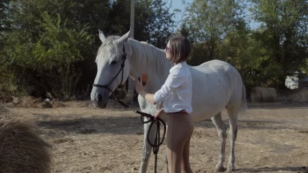 Woman stroking and cleanikng horse. Woman with white horse enjoying nature. Love and friendship concept.