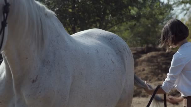 Una joven limpia la cola de caballo. Mujer con caballo blanco disfrutando de la naturaleza. — Vídeos de Stock