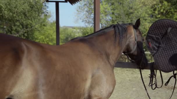 Joven jinete femenino puso almohadilla de montar a pelo en su caballo — Vídeos de Stock