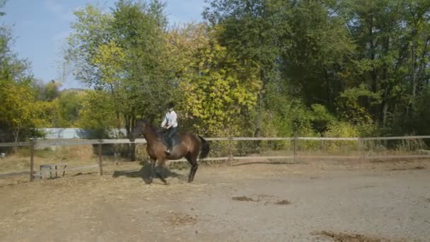 Jinete femenino en ropa de montar a caballo. Concepto de amor y amistad. Paseos a caballo — Vídeos de Stock