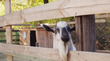 Kalemdeki komik beyaz keçi kameraya bakıyor.