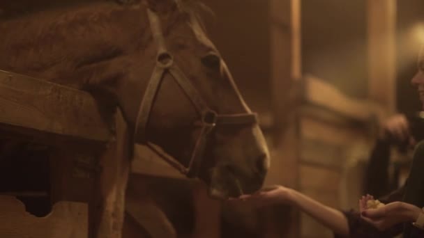 A close de mulher jovem alimenta dois cavalos escuros no estábulo de tarde — Vídeo de Stock