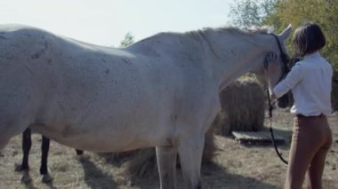 Ata binen kadın binici özel bir fırçayla temizler, genç ve güzel atını tarar.