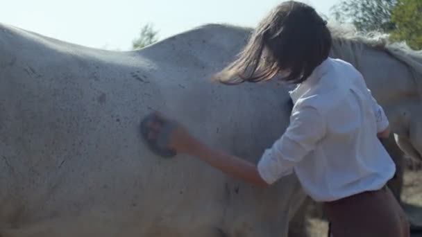 Mulher cavaleiro em roupas de equitação limpa com uma escova especial, um pente seu cavalo bonito jovem branco — Vídeo de Stock