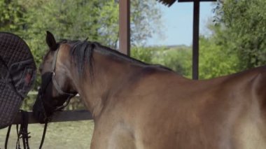 Genç bayan binici atına eyersiz binici pedi taktı.
