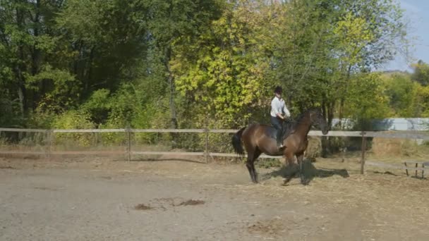 Female rider in riding clothes riding a horse. Love and friendship concept. Horseback riding — Stock Video