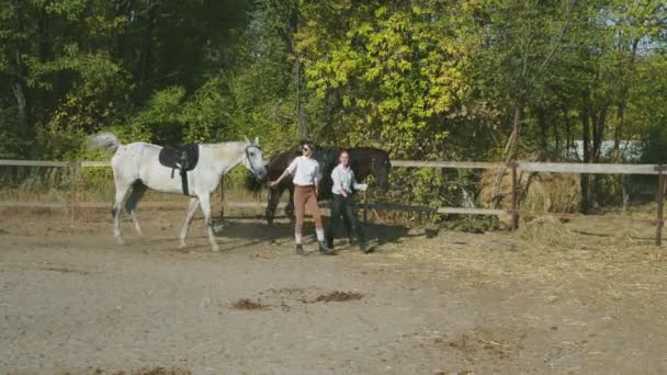 Due giovani cavalleresche camminano con i cavalli in mano. Cura degli animali. Concetto di cavalli e persone. — Video Stock