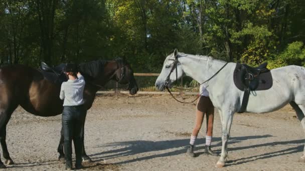 Două femei călărețe în haine de călărie și căști se pregătesc să călărească pe cai — Videoclip de stoc